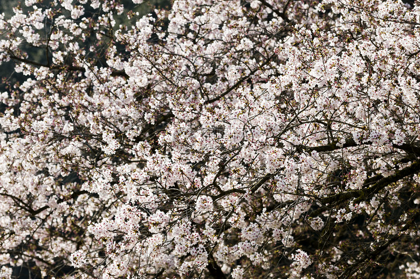 樱花花花园植物群季节花瓣花朵水果园艺樱花植物图片