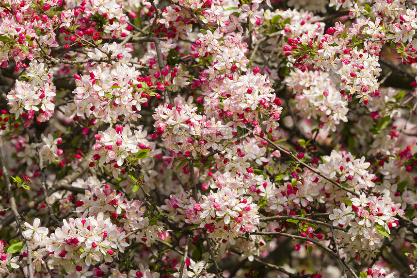 樱花花园艺花朵水果植物群季节花园樱花植物花瓣图片