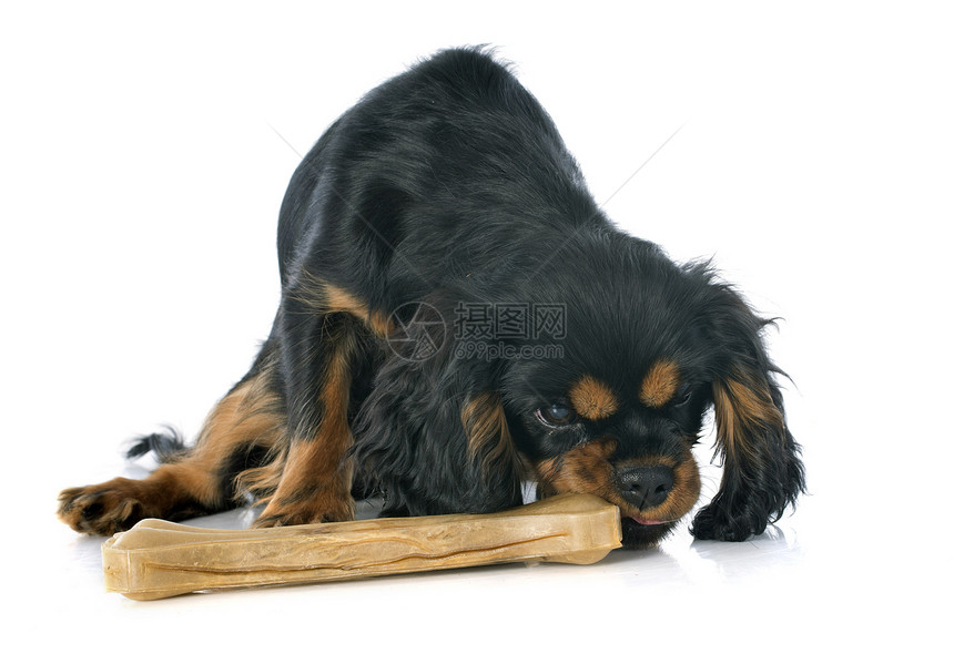 小狗骑兵王查尔斯玩具棕色宠物骑士工作室猎犬动物黑色狗骨头图片