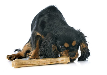 小狗骑兵王查尔斯玩具棕色宠物骑士工作室猎犬动物黑色狗骨头背景图片
