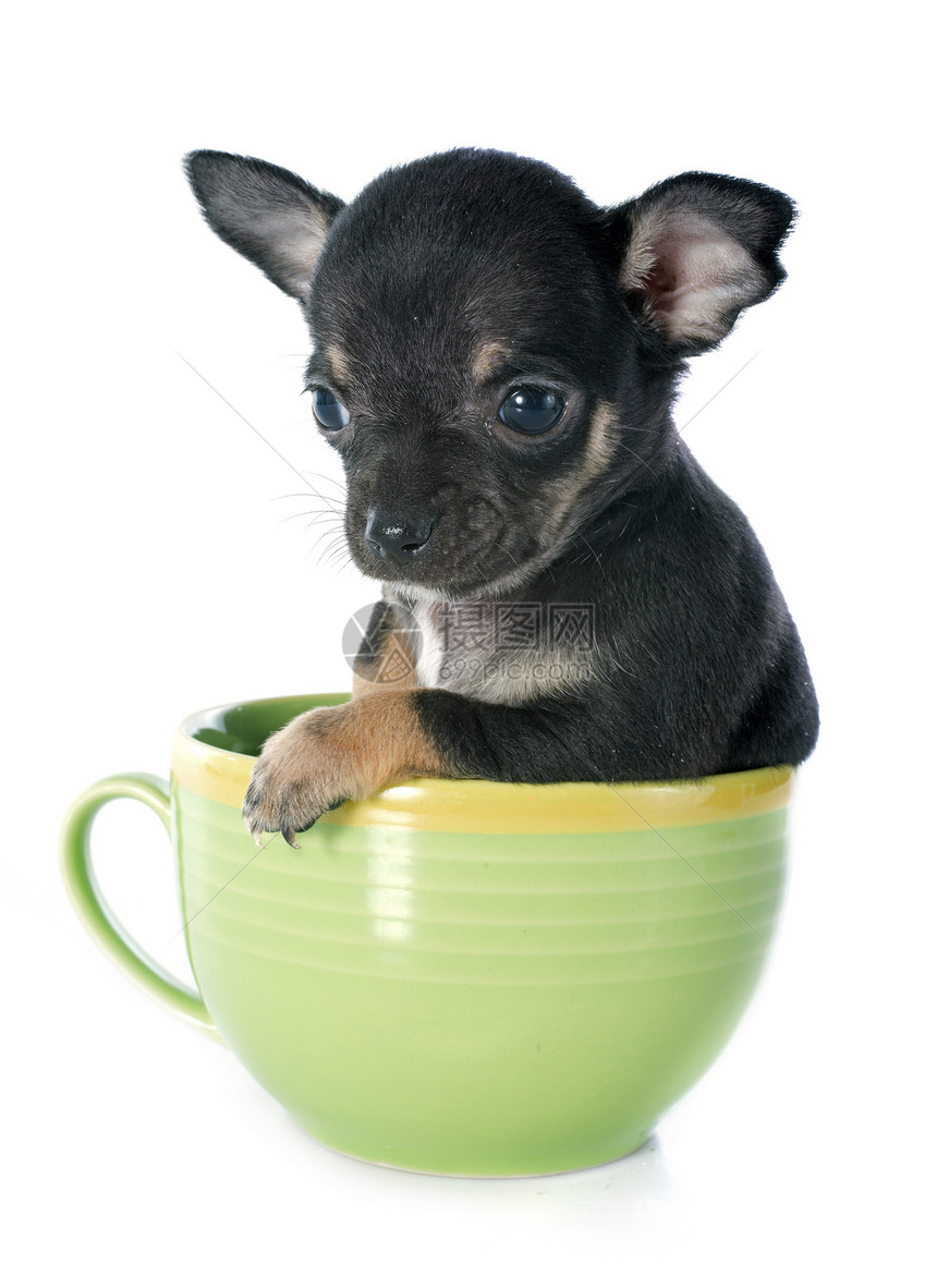 小狗吉娃娃杯子宠物黑色动物工作室犬类图片