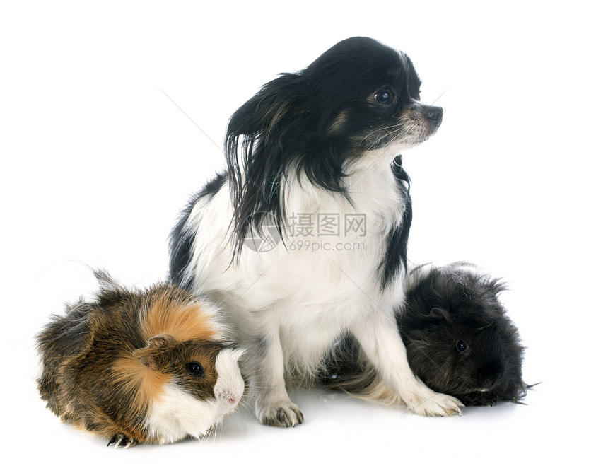 猪和吉华花工作室动物黑色三色哺乳动物头发朋友们棕色宠物图片