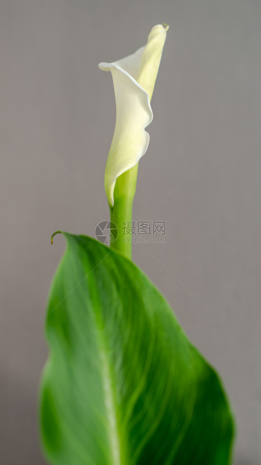白卡拉莉莉曲线花束礼物叶子植物群展示花瓣百合植物植物学图片
