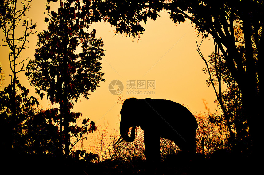 森林中的象象象大象荒野橙子食草力量日落森林树叶濒危树干哺乳动物图片