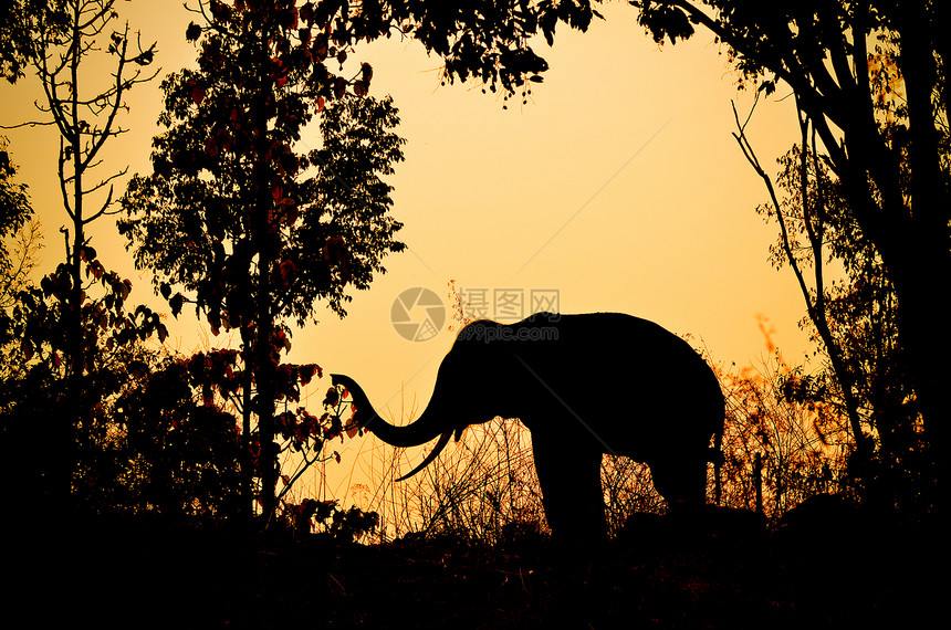 森林中的象象象大象哺乳动物荒野日落丛林自由濒危野生动物女性树叶力量图片
