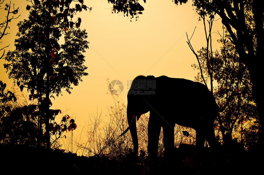 森林中的象象象大象热带树干橙子荒野动物天空丛林力量树叶哺乳动物图片
