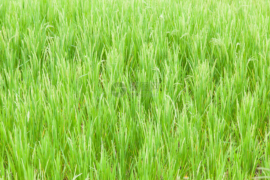 稻田大米季节农田种子生长粮食场地培育植物农村食物图片