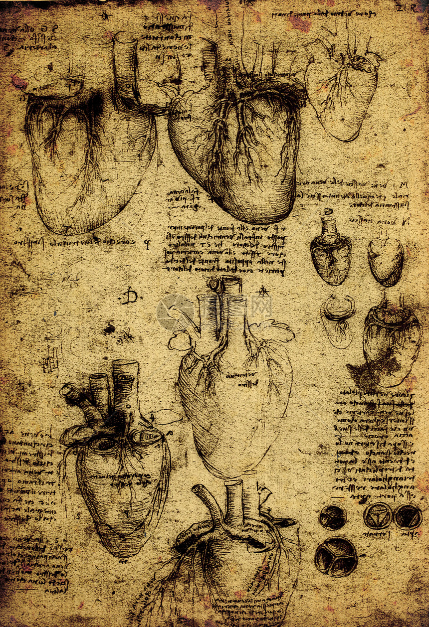 解解剖学古董生物学身体学习艺术男性教育名声科学历史图片