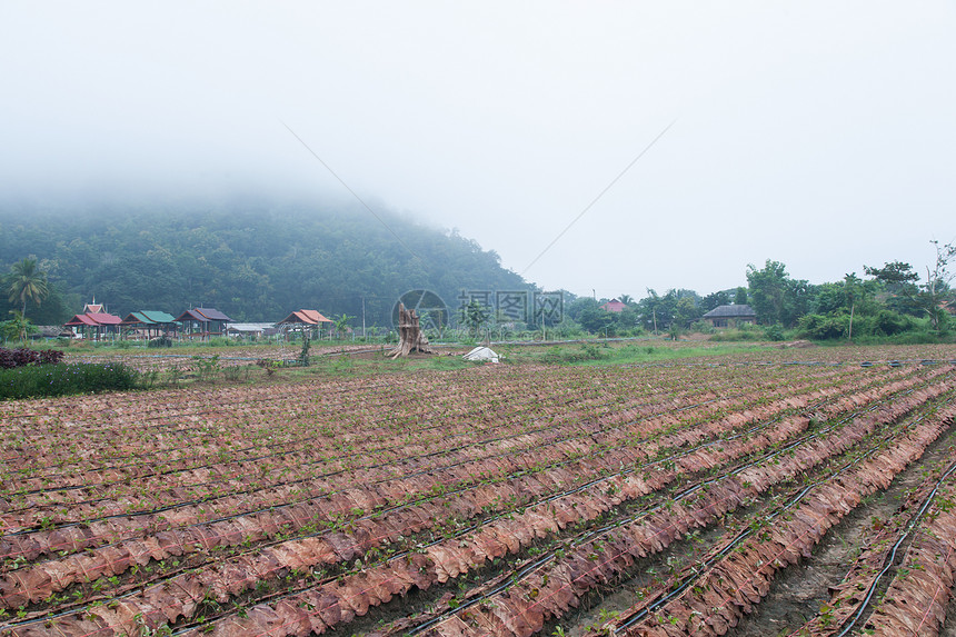 草莓农场浆果营养叶子公园花园绿色季节水果植物场地图片