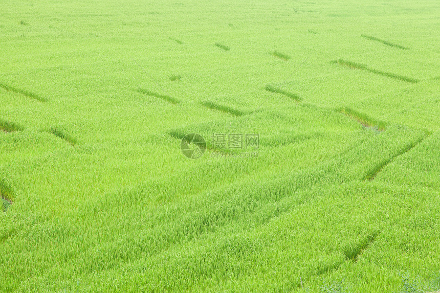 稻田种植园植物场地收成植物学叶子植物群农田树叶农场图片
