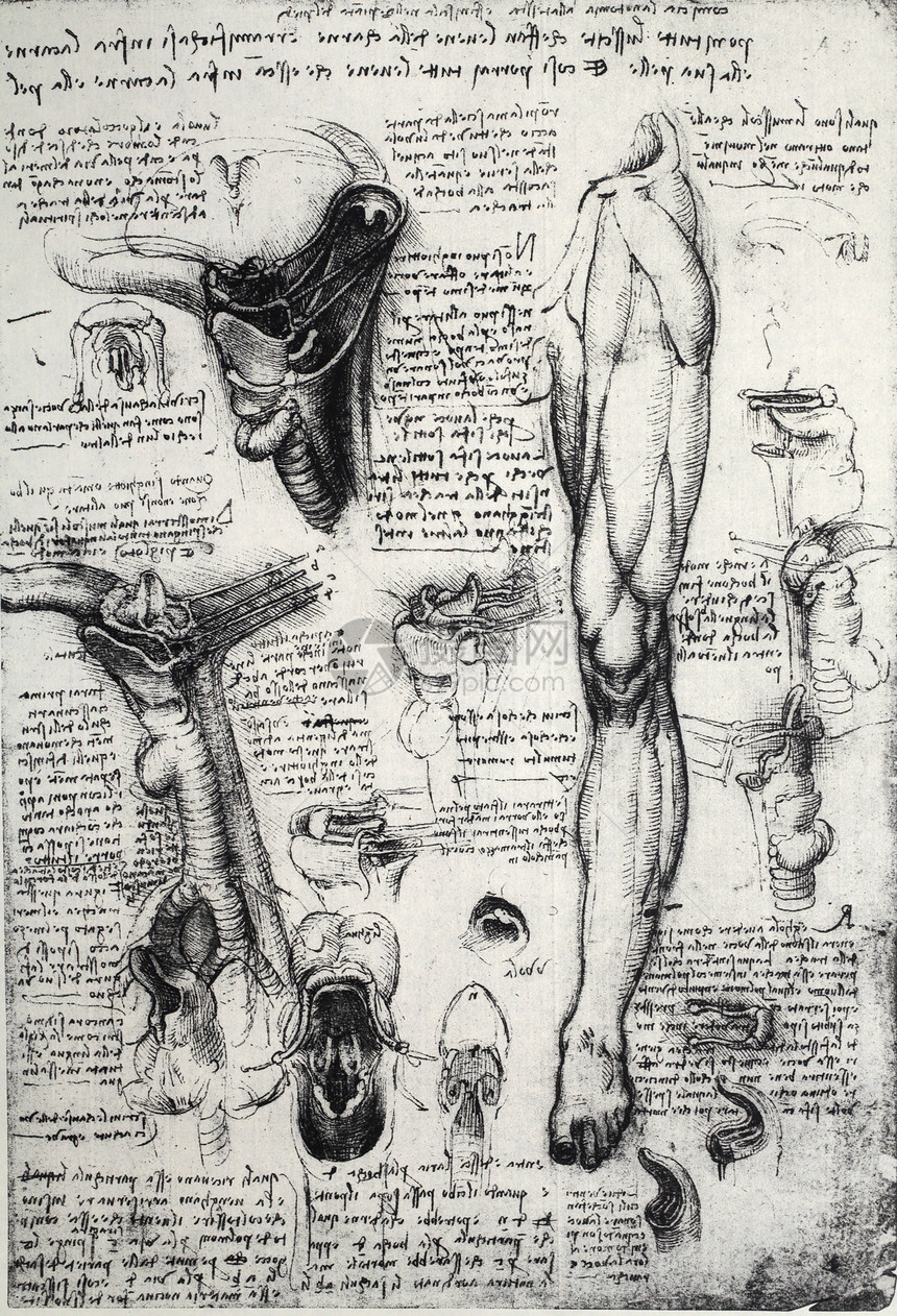 解解剖学保健古董历史插图男人生理绘画科学家身体生物学图片