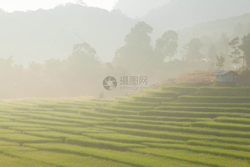 山上稻田叶子农田种植园植物群植物粮食培育食物场地农村图片
