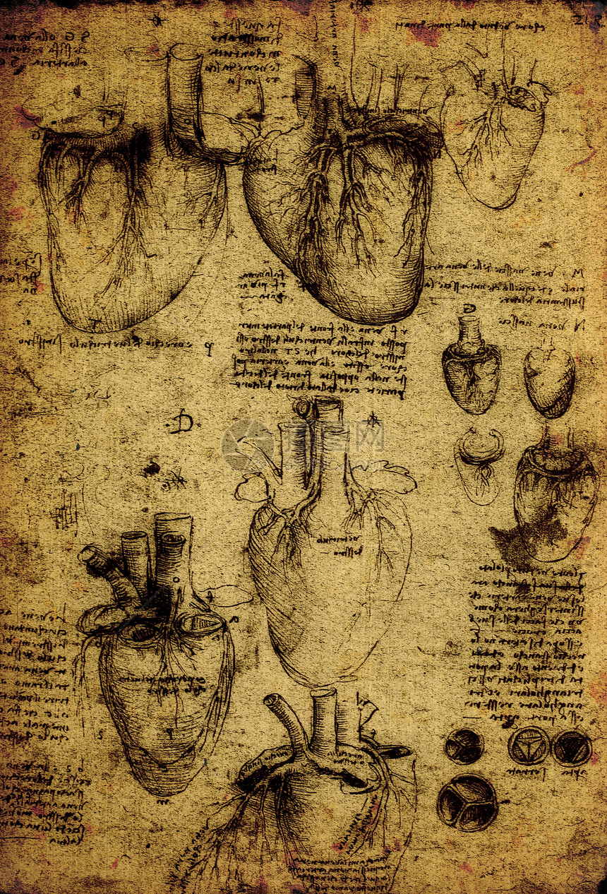 解解剖学学习艺术插图绘画男性保健卫生科学科学家男人图片