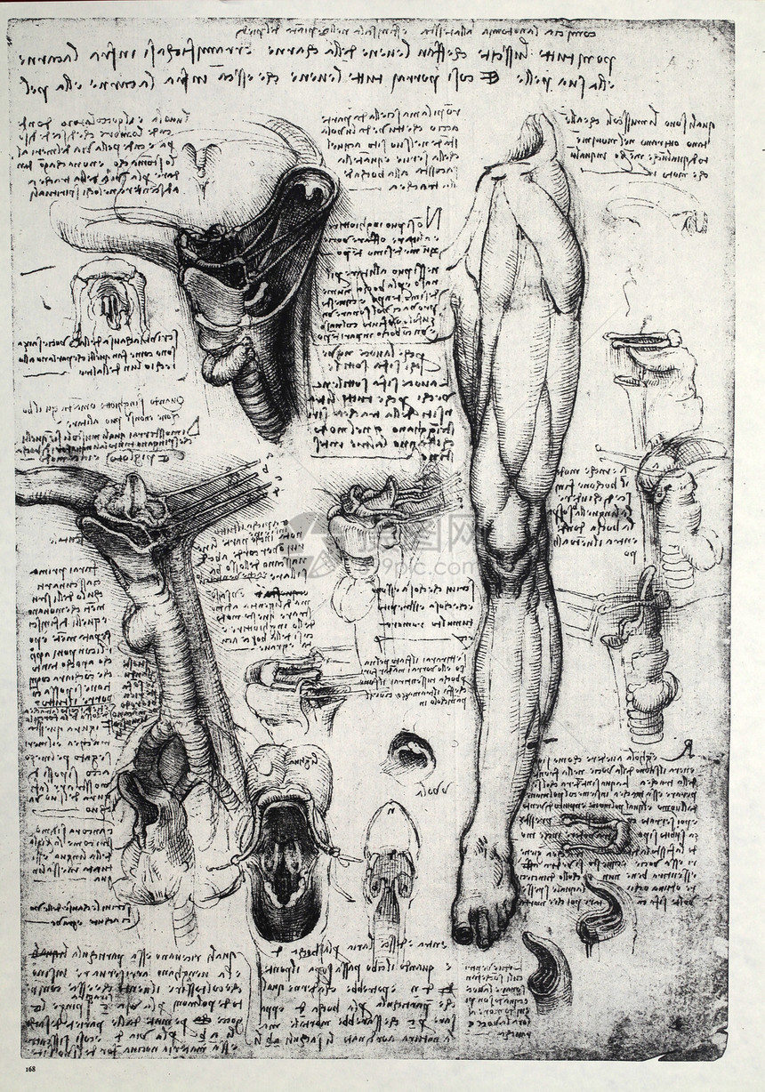解解剖学历史保健男人名声生理科学家艺术生物学插图卫生图片