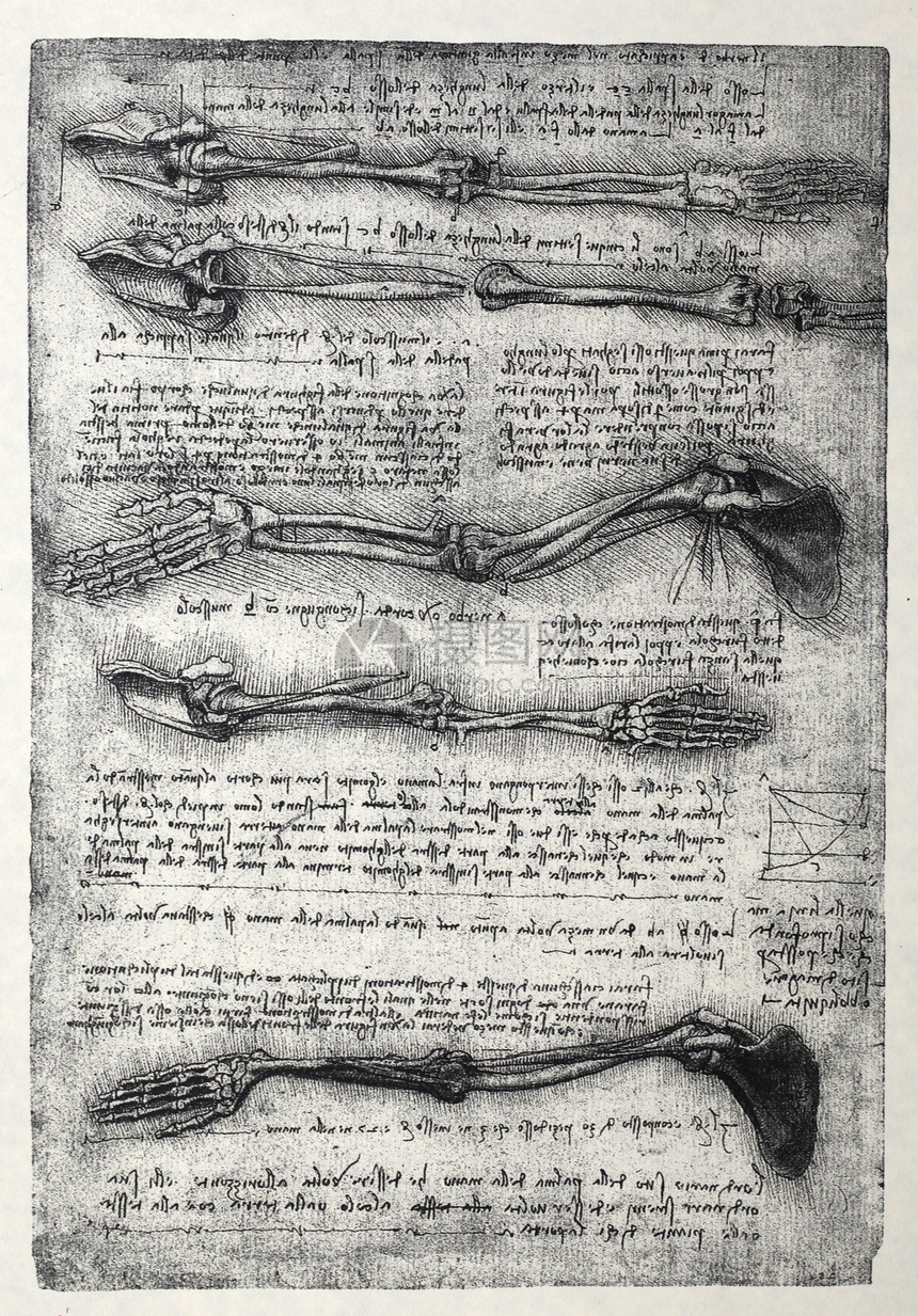 解解剖学生物学绘画艺术草图名声男性男人插图古董科学图片