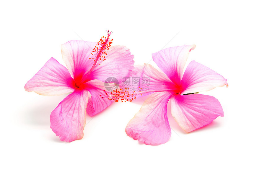 粉红色希比斯粉色花瓣衬套植物群雌蕊植物白色情调热带异国图片