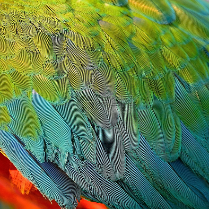 哈莱金马aw羽毛动物黄色金子丑角绿色蓝色热带翅膀野生动物活力图片