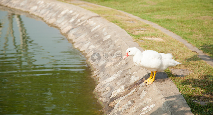 池边的白鸭子鸟类宠物动物群翅膀男性池塘食物海浪羽毛账单图片