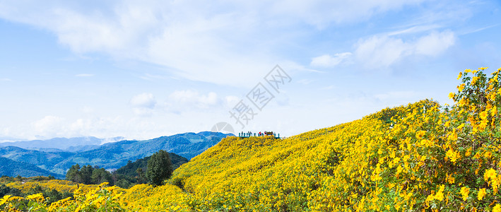 岩岸高地鲜花鲜花田草地森林季节土地天空植物高地全景环境风景背景