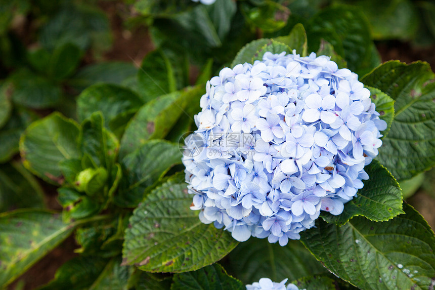 蓝花花园花束蓝色树叶生长野花墙纸植物学花瓣季节图片