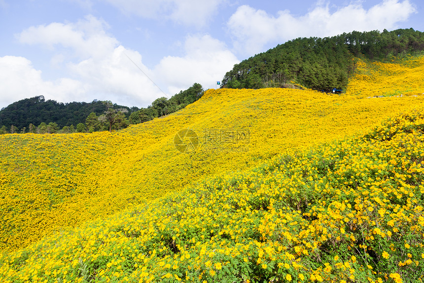 黄花田美化季节牧场环境天空国家草地顶峰植物花朵图片