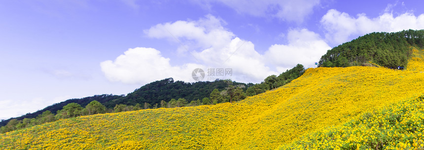 黄花田美化高地花朵草地天空场地阳光季节草原远足图片