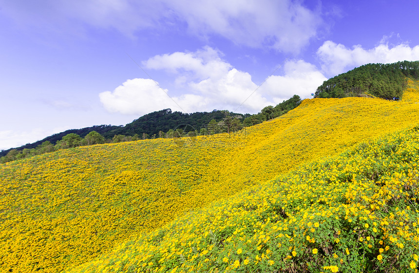 黄花田森林风景顶峰花朵环境国家旅游季节远足阳光图片