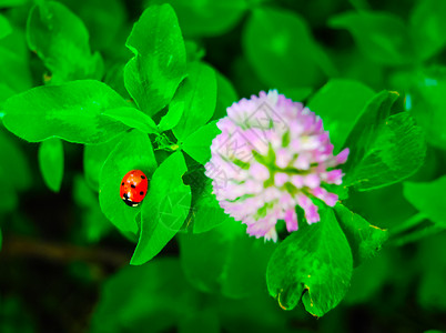 女士虫和盛开的三叶花生活农业植物学动物三叶草昆虫瓢虫植物环境园艺背景图片