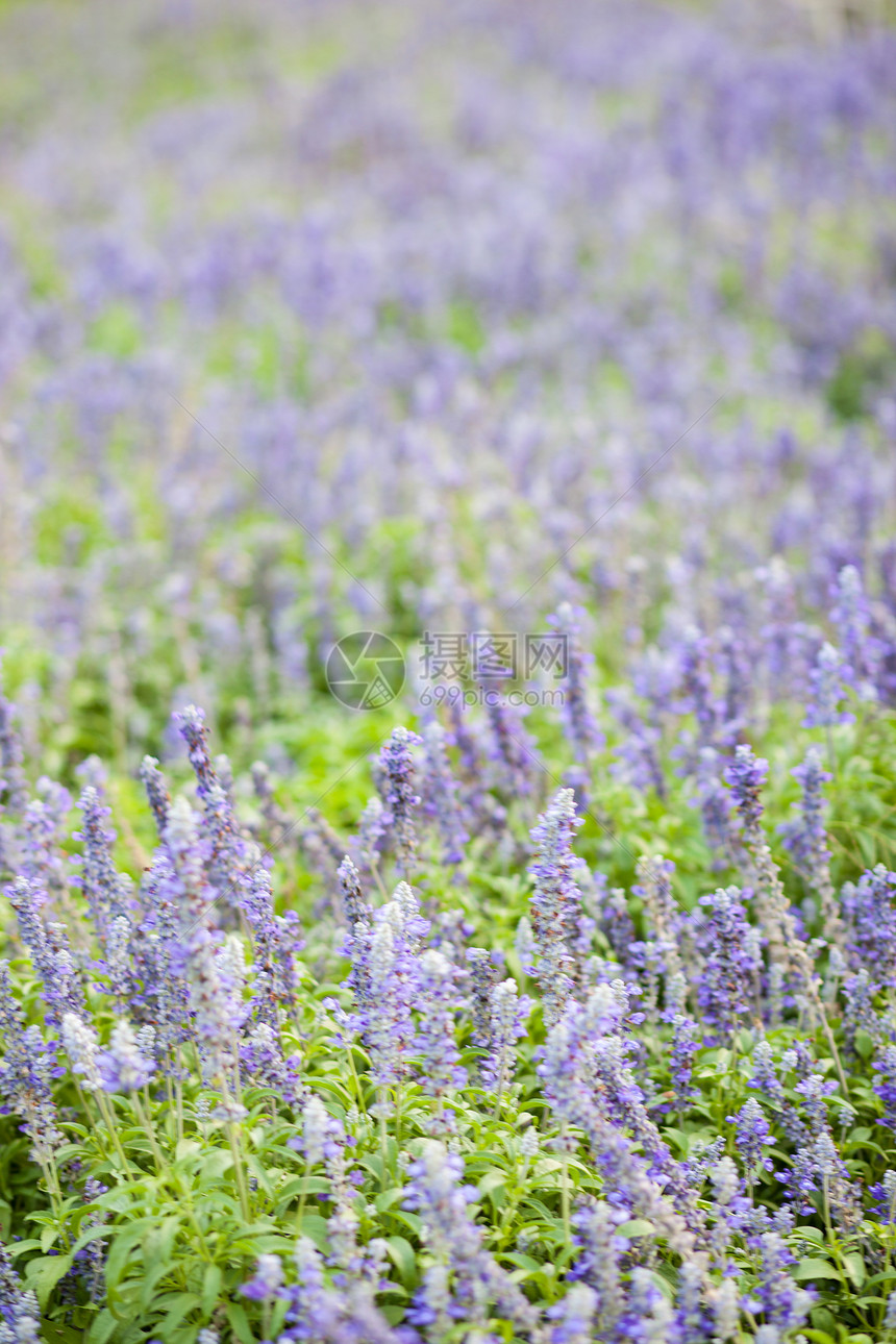 花园中的蓝花团体场景园艺自然农村植物群季节草地公园植物图片