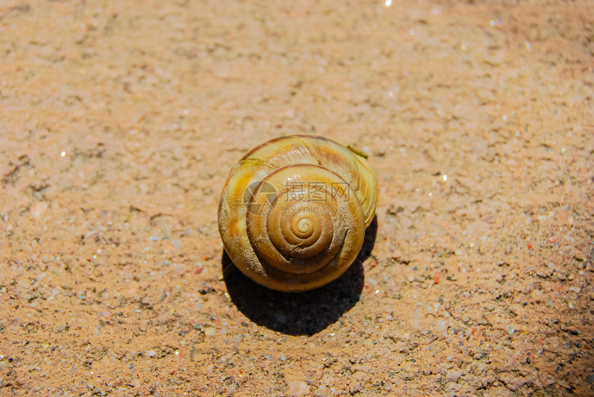 蜗牛贝壳浮潜动物宏观潜水螺旋海洋热带生物碳酸盐生活图片