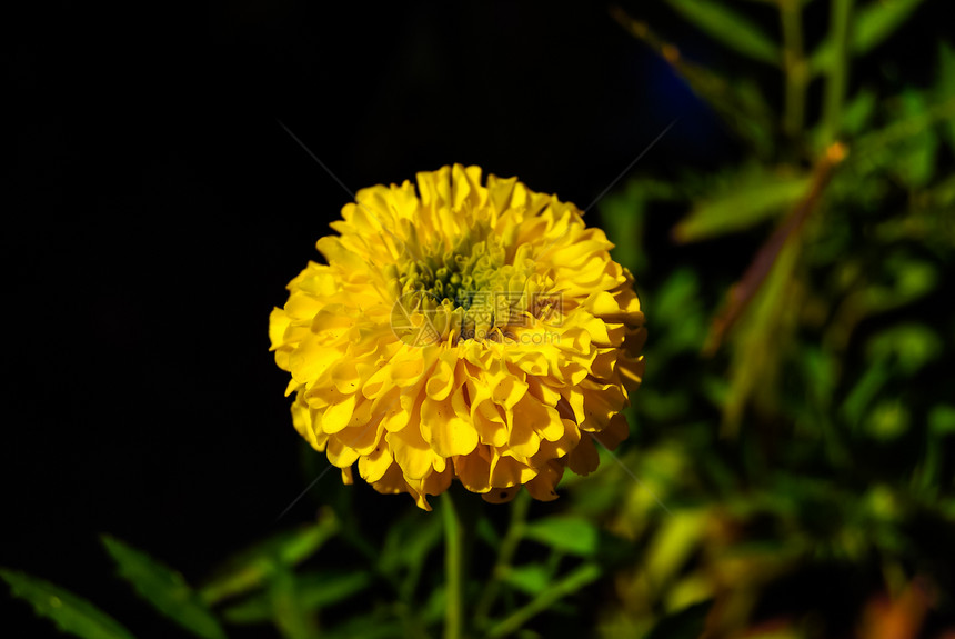 结花花花瓣幸福花园金子植物群植物叶子花束宏观勃起图片