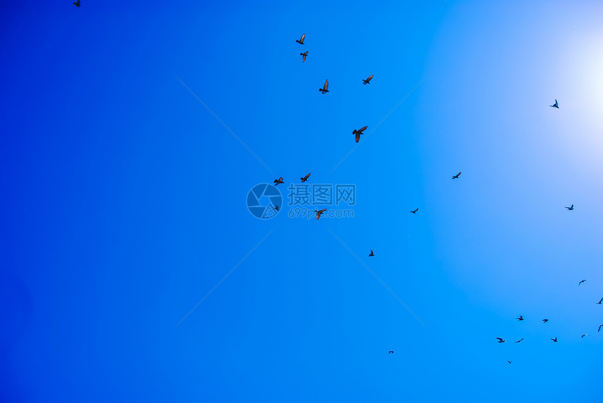 蓝天鸟鸟图片