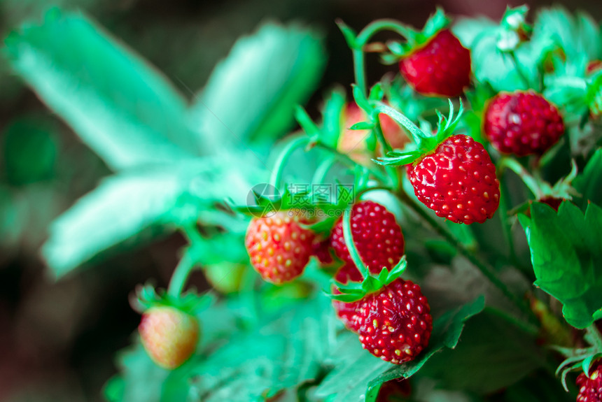 成熟的野草莓特写宏观林地水果叶子营养花束森林浆果生长甜点图片
