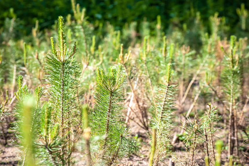 青青松树针叶树木季节云杉宏观环境植物植物群叶子分支机构图片