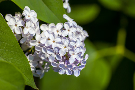 白色银花的近视花朵紫丁香紫色花园园艺花瓣季节衬套树叶蓝色背景图片