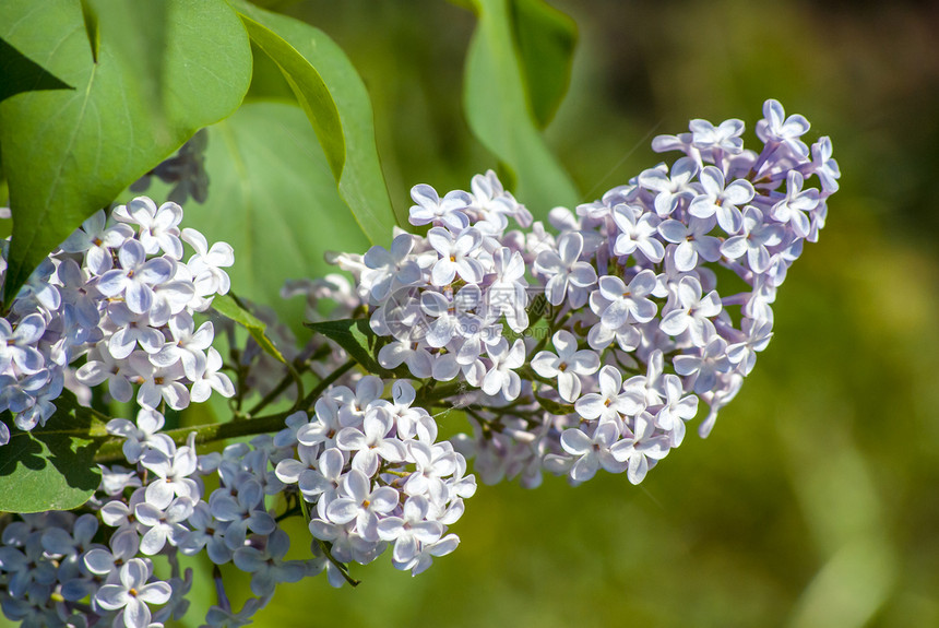 白色银花的近视花朵天空生长蓝色花瓣衬套树叶植物紫丁香植物群图片