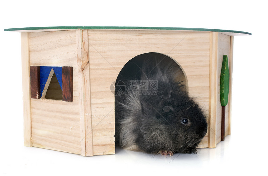 白尼猪哺乳动物工作室房子玩具木头黑色头发动物宠物图片