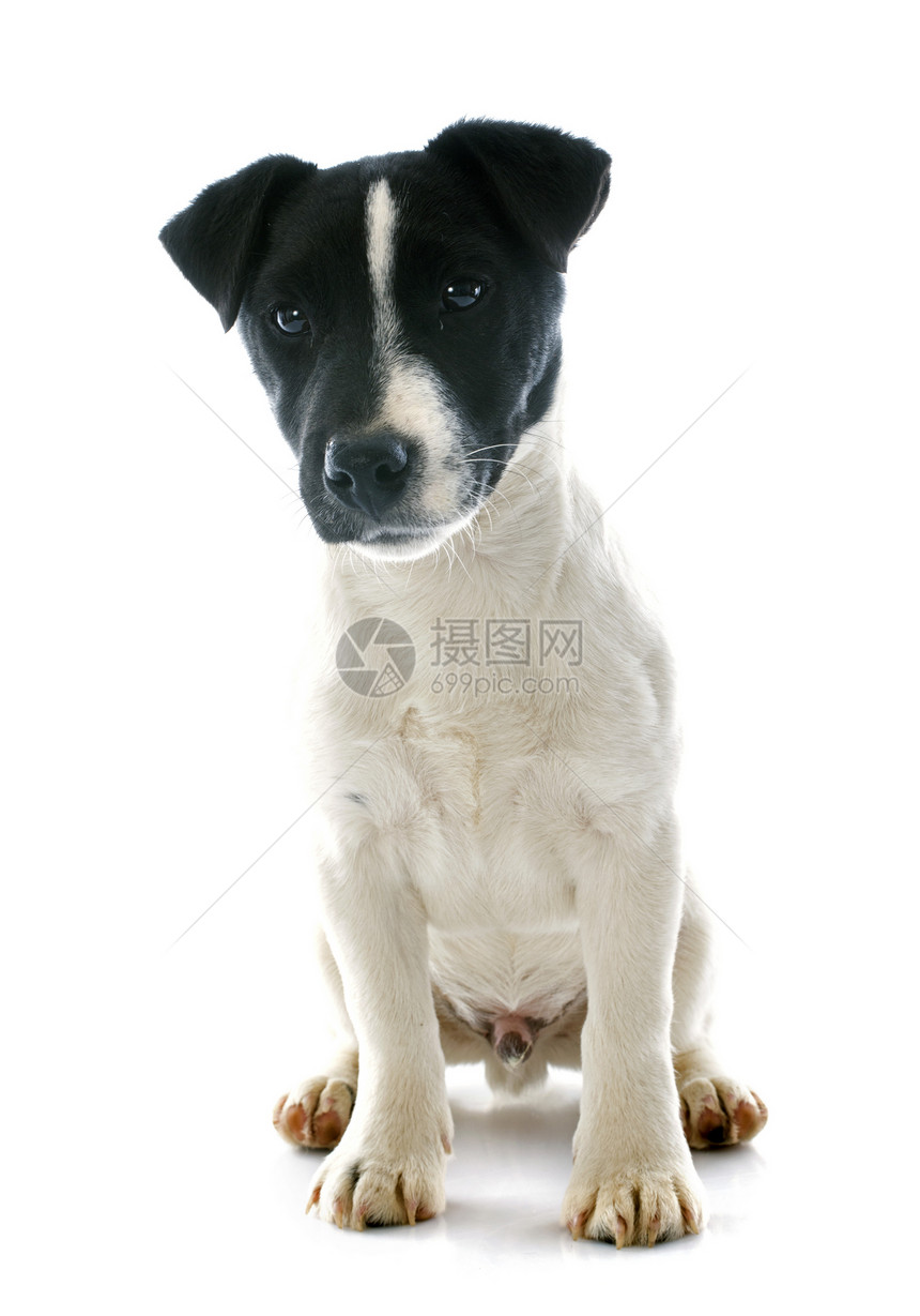 小小狗 胡萝卜动物黑色工作室白色小狗婴儿猎狗宠物犬类图片