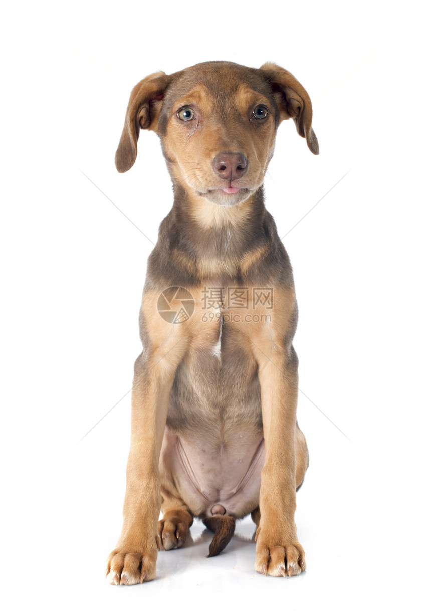 混合繁殖多伯曼人工作室小狗宠物棕色动物图片
