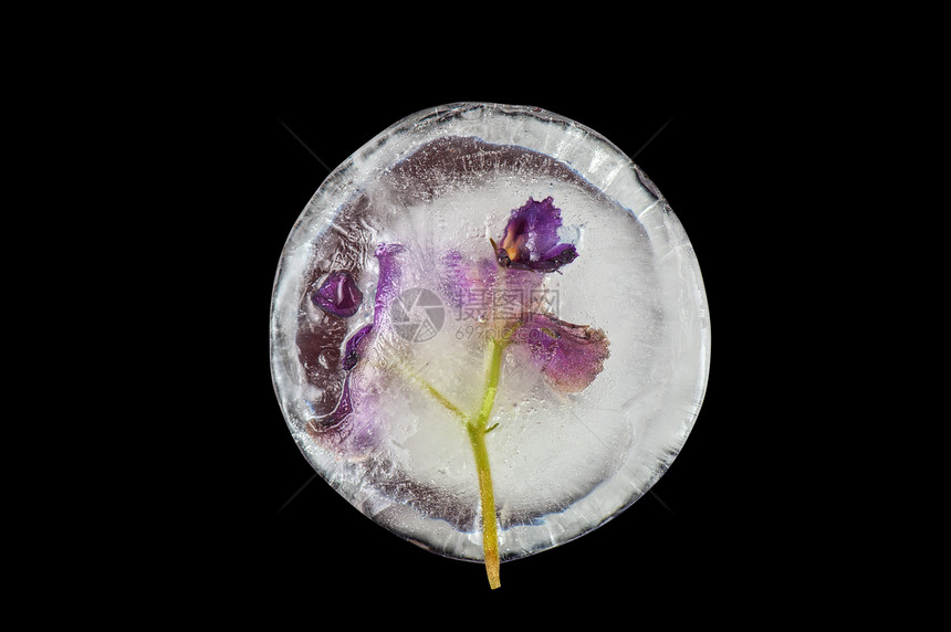 紫罗花冰冰冻花园植物水晶宏观天气阳光生活草地紫色艺术图片