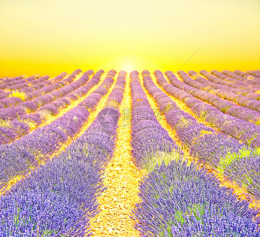 日出在紫色的田地上图片