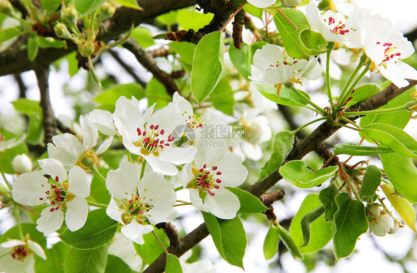 春天的苹果花叶子芳香季节植物香气宏观花瓣园艺生长植物学图片