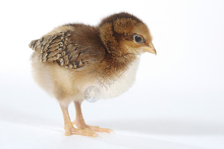 小鸡鸡生物起毛高清图片