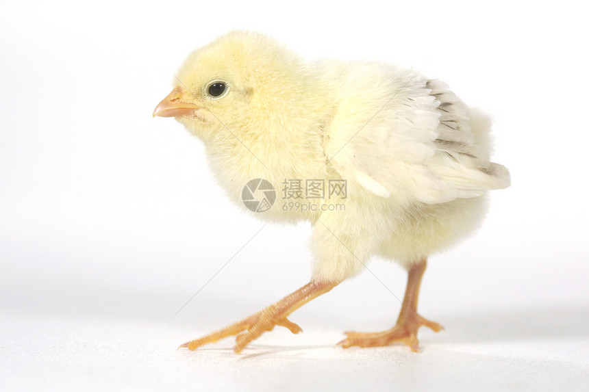 白色背景的可爱小鸡鸡宝宝母鸡翅膀羽毛家禽生活农场毛皮生长生物居住图片