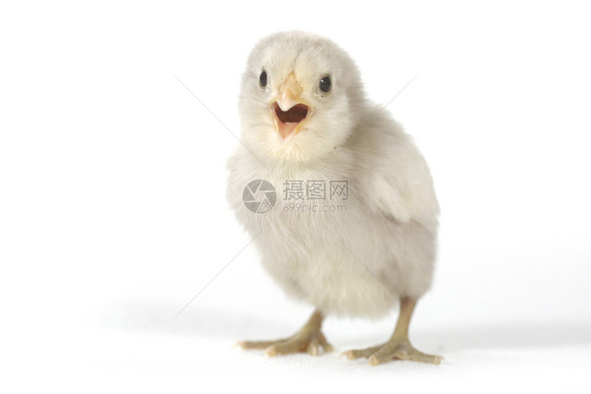 白色背景的可爱小鸡鸡宝宝新生居住家禽翅膀羽毛生活工作室乐趣毛皮生物图片