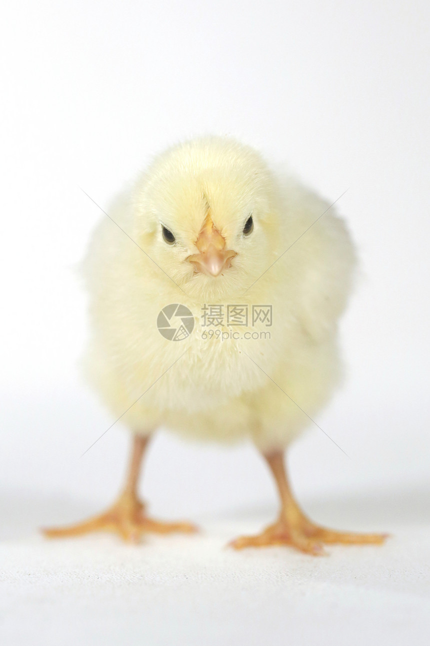 白色背景的可爱小鸡鸡宝宝翅膀新生生长农场生物动物家畜工作室母鸡居住图片