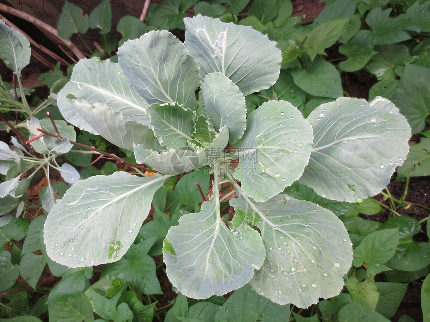 中华甘蓝沙拉烹饪收成农业市场食物蔬菜绿色植物花园图片