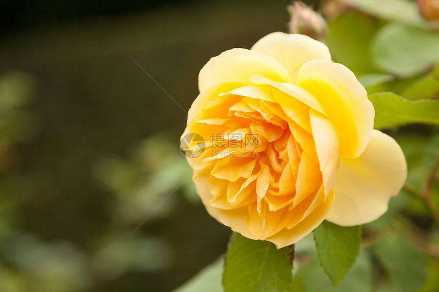 花园中的黄色英语玫瑰图片