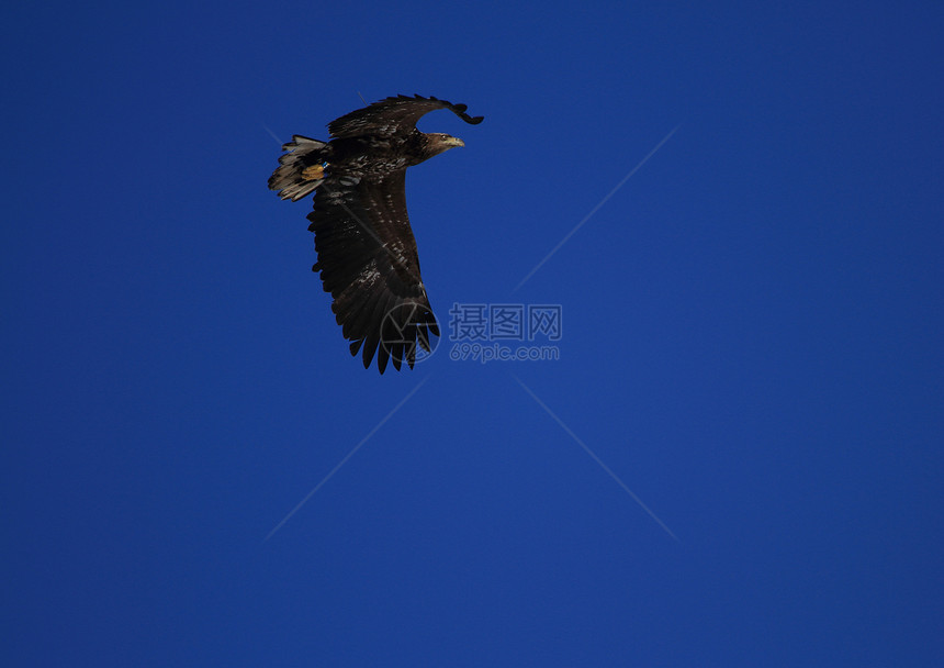 白尾鹰野生动物天空标记蓝光自然界图片