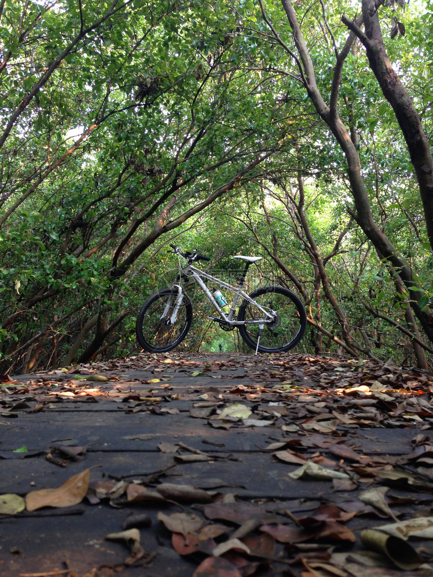 在森林的木路上骑自行车运动小路速度图片
